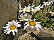 04 Bellissime...Leucanthemopsis alpina (Margherita alpina) verso Cima Aga
